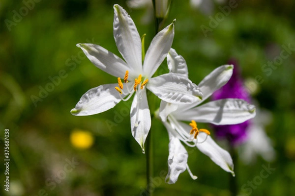 Obraz Close-up of white mountain lily (Paradisea liliastrum) flowers along the path to Mandron refuge in the Mandrone basin, Adamello group, Italy.