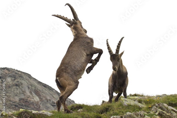 Obraz Ibex males fighting