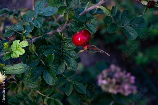 Obraz red fruit in tree