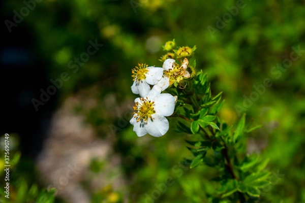 Obraz white flower