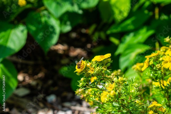 Obraz bee on a flower