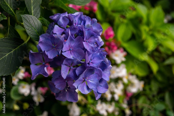 Obraz purple and white