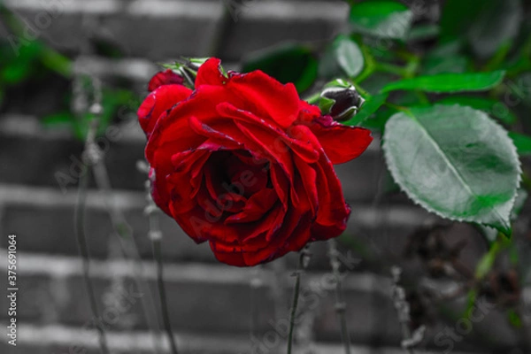 Obraz red rose with black white background
