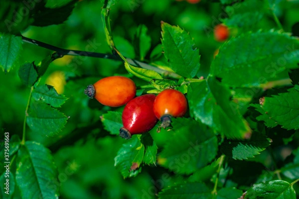 Obraz red fruit on a bush