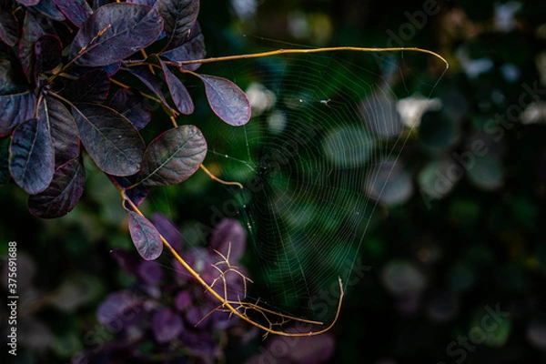 Obraz spider web in tree