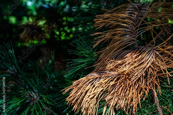 Obraz pine young and old