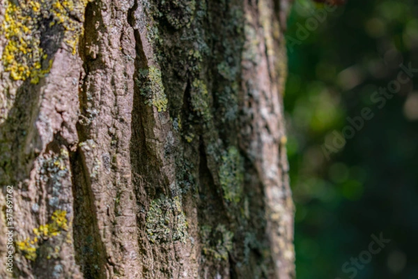 Obraz tree bark texture