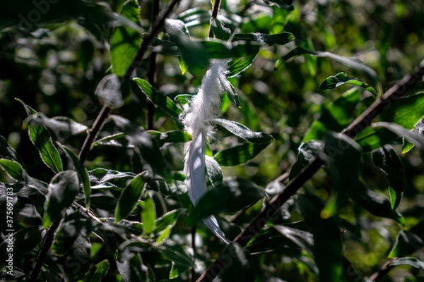 Obraz feather between leafs