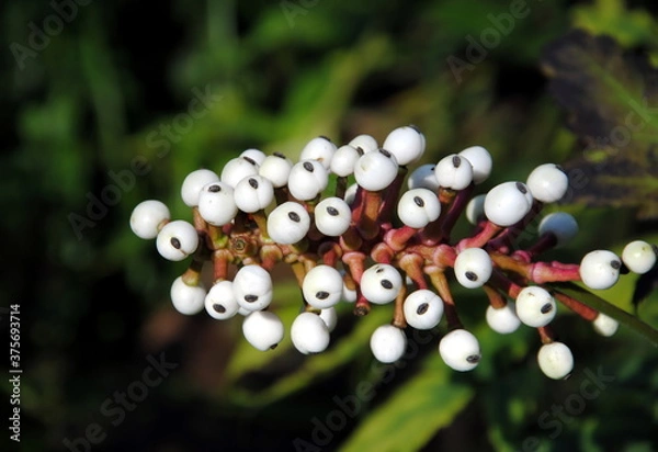 Fototapeta Close up of the white berries with a black stigma of doll’s-eyes or white baneberry (Actaea pachypoda) 