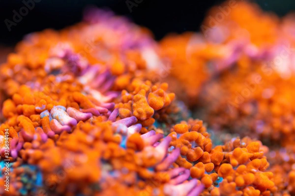Obraz Beautiful mushroom lps coral in coral reef aquarium tank. Macro shot. Selective focus.