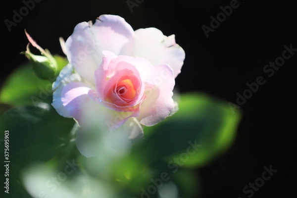 Obraz 可愛らしい花びらの薔薇