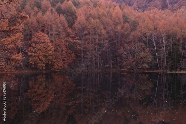 Obraz 黄金色の森林が映る湖畔