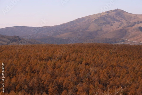 Obraz 黄金色へ変化した高原のカラマツ樹海