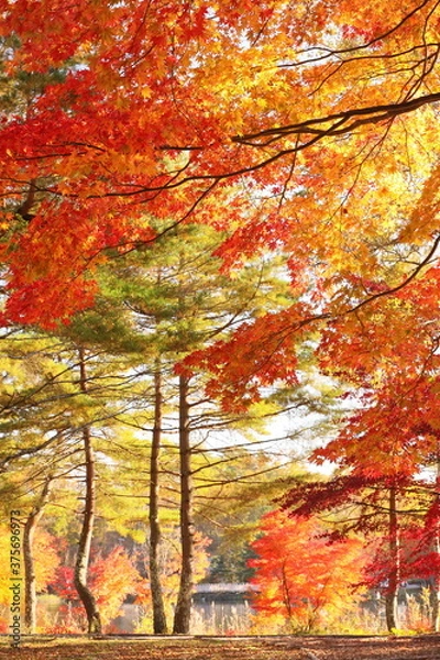 Obraz 午後の陽光に照らされたカラフルな楓の林