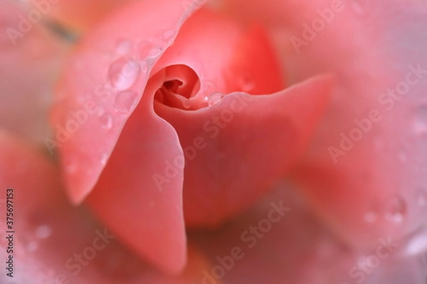 Obraz 雨上がりの後に水滴が付いたカザグルマのような可愛い薔薇