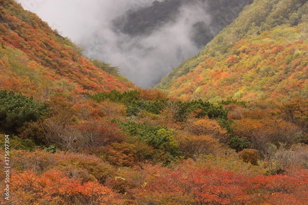Obraz 活火山のカラフルな紅葉樹林に覆われた谷を漂う霧