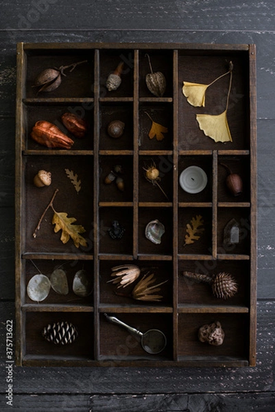 Obraz cabinet of curiosities, collection of natural objects displayed in vintage letter press drawer, leaves, shells, dried seed pods, rocks acorns, flat lay