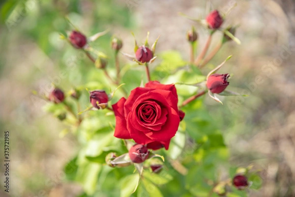 Fototapeta 활짝 핀 장미