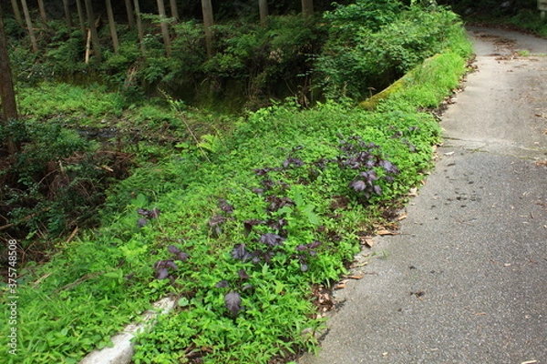 Fototapeta 野生の赤紫蘇