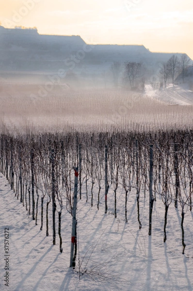 Obraz Vineyard landscape in winter