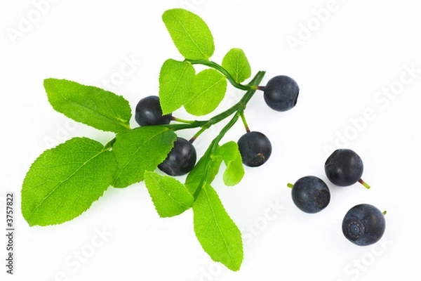 Obraz Huckleberries on the branch