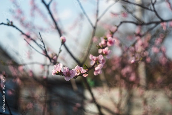 Obraz blooming peach