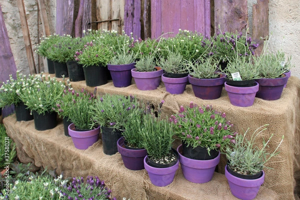 Obraz Orto di lavanda