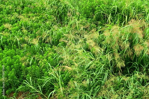 Fototapeta セイバンモロコシとセイダカアワダチソウ茂る土手風景