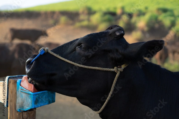 Obraz 塩をなめる牛の横顔