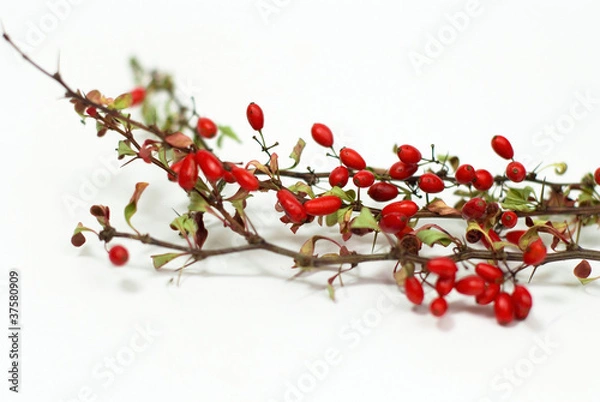 Obraz Red barberry on a white background