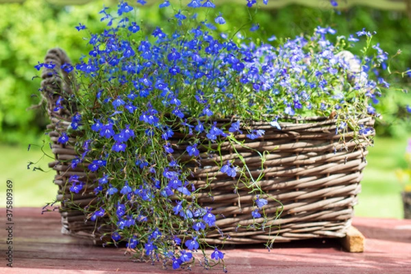 Obraz wicker basket with bright blue small flowers of Lobelia close up
