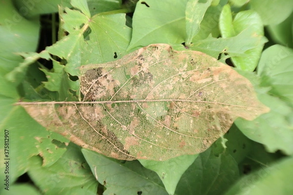Fototapeta end of life a piece of jackfruit leaf, this is destiny that must be passed