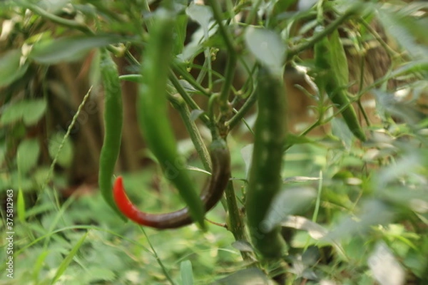 Fototapeta a chili that ripe alone, is different is a natural law, but still one goal