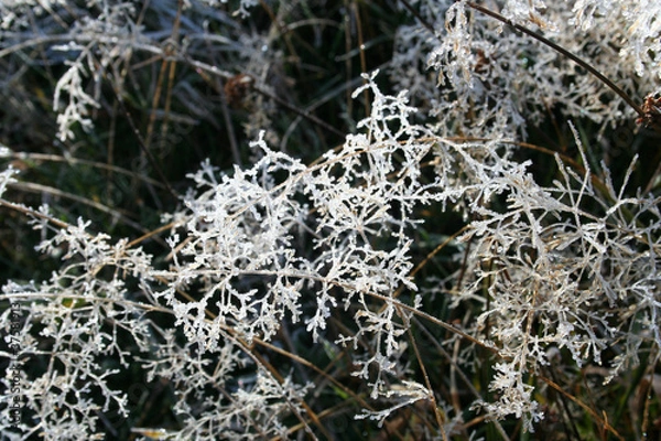 Fototapeta Eisblüte