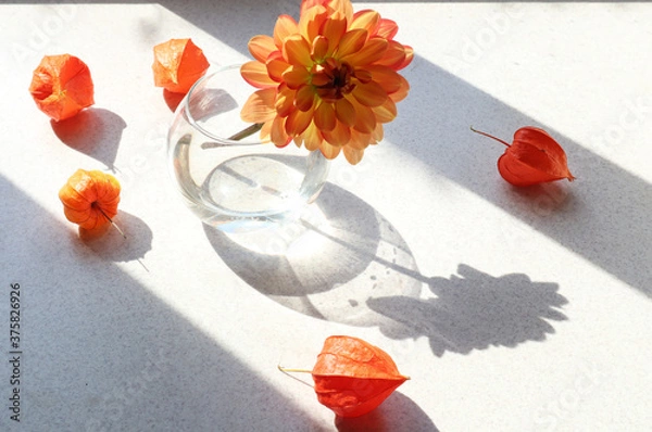 Fototapeta Orange inflorescences of physalis with a Dahlia flower in a vase on a gray background in the sun with shadows from objects, side view