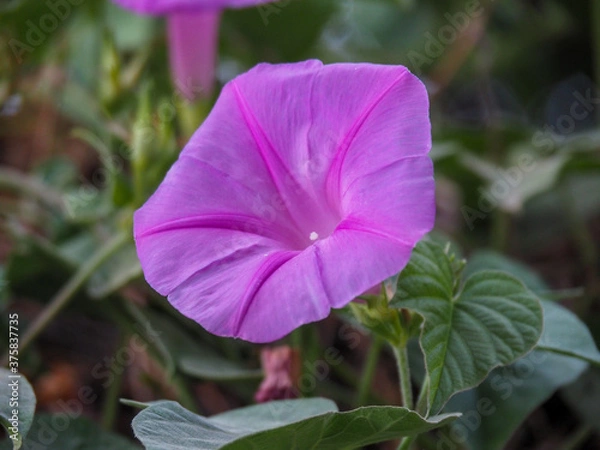Obraz Flor en el campo