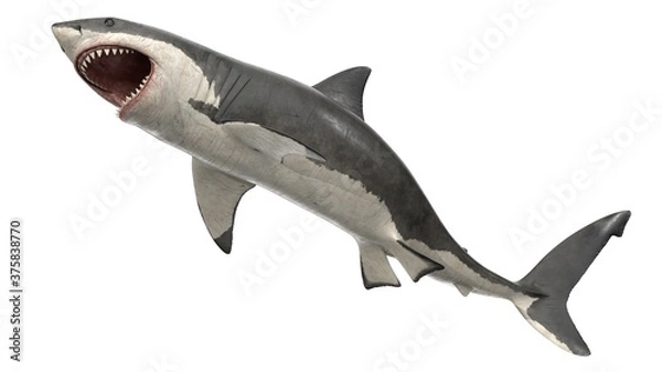 Obraz 3d rendered great white shark
