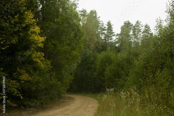 Obraz road in the forest