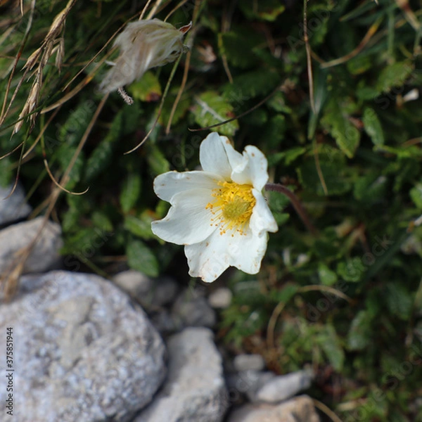 Fototapeta Weiße Bergblume vor dunklem Hintergrund in der Sonne