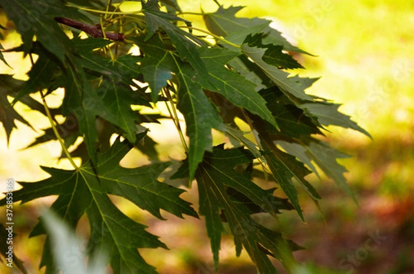 Fototapeta beautiful green maple leaves on a tree on a grass overhang