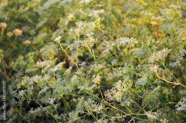 Fototapeta 
field grass white