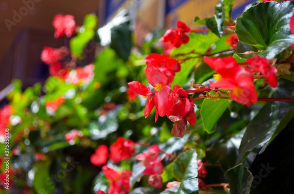 Obraz 
red begonia flowers close up