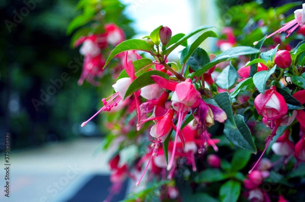 Fototapeta fuchsia bush in the garden close up