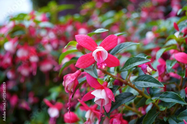 Fototapeta fuchsia bush in the garden close up