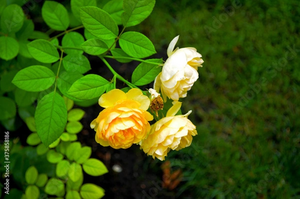 Fototapeta A bush of yellow roses on a background of greenery in the park