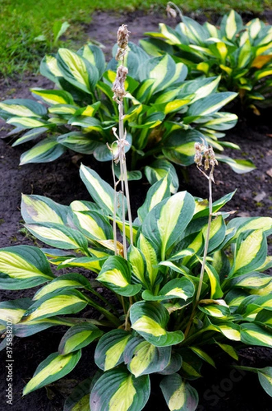 Fototapeta green lily bushes