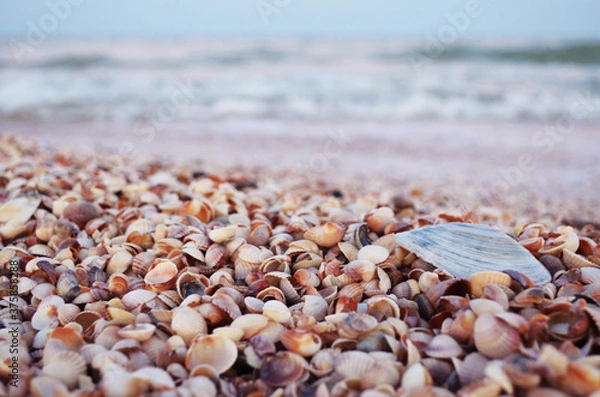 Fototapeta seashells on the seashore close up