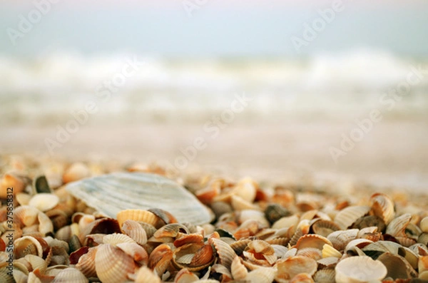 Fototapeta seashells on the seashore close up