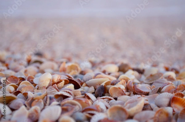 Fototapeta seashells on the seashore close up