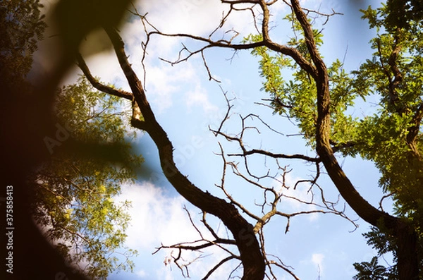 Fototapeta bare branches of trees without leaves on a background of blue sky